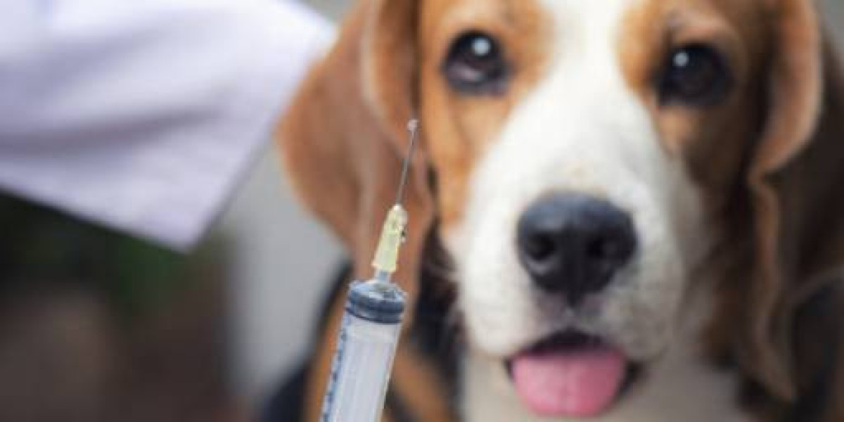 PRÉ 3 Veterinário: A Chave para o Bem-Estar Durante o Tratamento dos Seus Pets