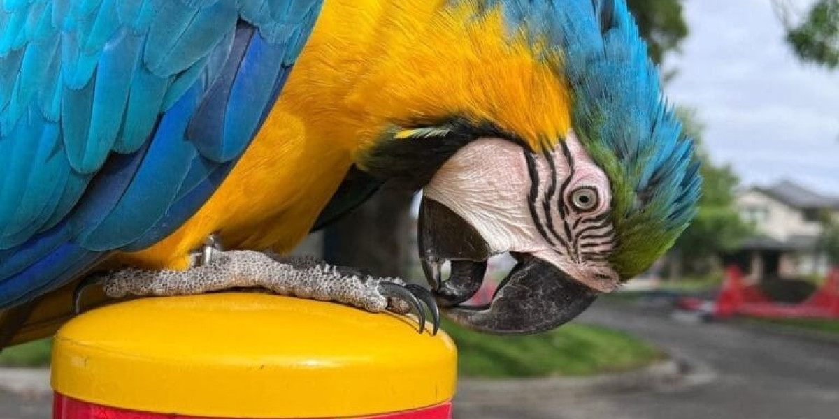 Where to Buy Macaws: A Comprehensive Guide