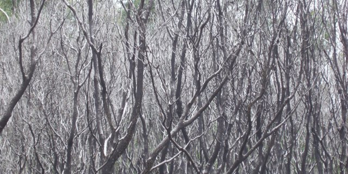 Trouble continues as Star Entertainment burns through cash