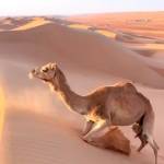 osianvillagecamel Profile Picture